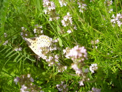 Lycaena alciphron