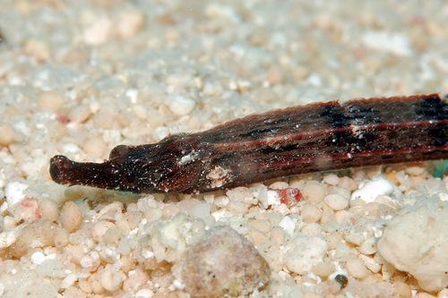 Black rock pipefish (Phoxocampus tetrophthalmus) — Syngnathidae — 3