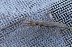 Protenor belfragei