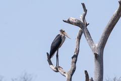 Leptoptilos javanicus
