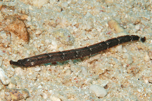 Black rock pipefish (Phoxocampus tetrophthalmus) — Syngnathidae — 5