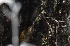 Poodytes punctatus punctatus