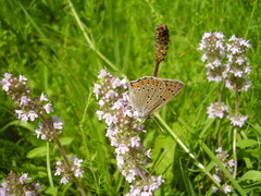 Lycaena alciphron