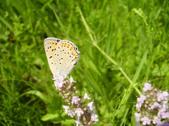 Lycaena alciphron