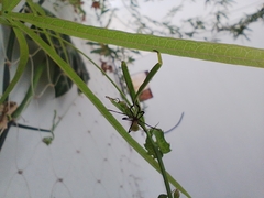 Insecta