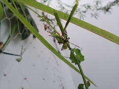 Insecta