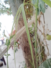 Insecta