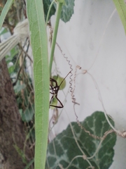 Insecta