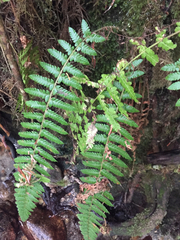 Polystichum setigerum