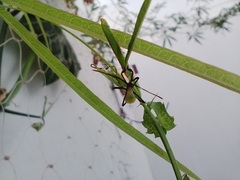 Insecta
