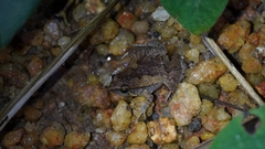 Microhyla