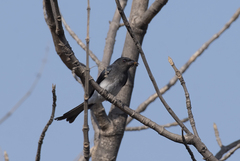 Dicrurus caerulescens