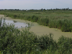 Typha latifolia