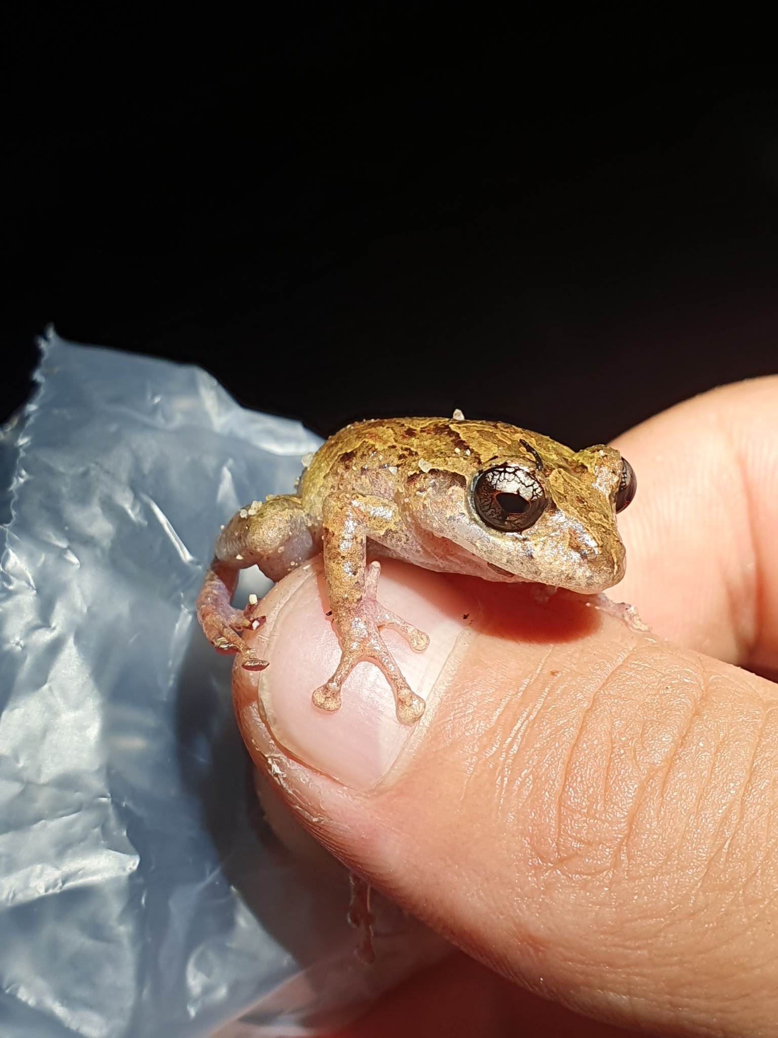 San Adolfo Robber Frog, Pristimantis tamsitti