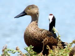 Spatula smithii