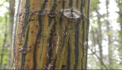 Acer pensylvanicum