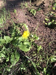 Taraxacum