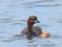 Tachybaptus ruficollis capensis