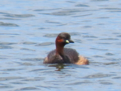 Tachybaptus ruficollis capensis