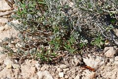 Petrosedum sediforme