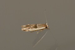 Stathmopoda megathyma