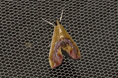 Agathodes ostentalis