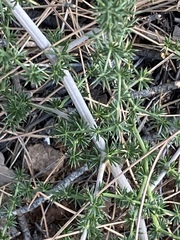 Asparagus acutifolius