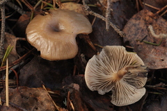 Pseudoclitocybe cyathiformis