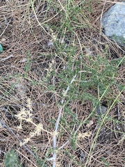 Asparagus acutifolius