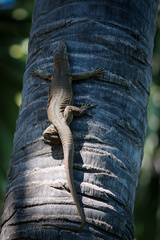 Varanus bengalensis irrawadicus