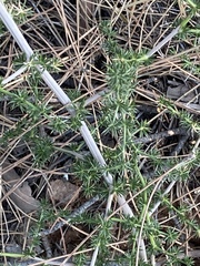 Asparagus acutifolius