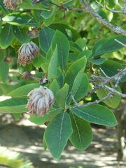 Dais cotinifolia