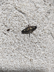 Zenamorpha