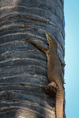 Varanus bengalensis irrawadicus