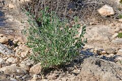Anthyllis cytisoides