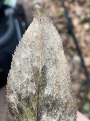 Microsphaeropsis hellebori