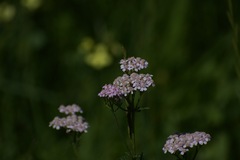 Achillea roseo-alba