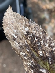 Microsphaeropsis hellebori