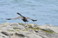 Phalacrocorax punctatus