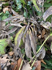 Microsphaeropsis hellebori