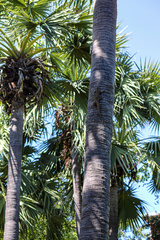 Varanus bengalensis irrawadicus