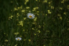 Leucanthemum