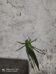 Stilpnochlora