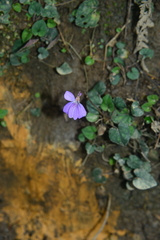 Viola formosana