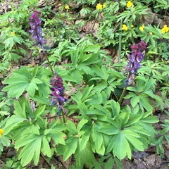 Corydalis cava