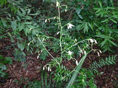 Dianella adenanthera