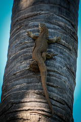 Varanus bengalensis irrawadicus