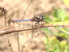 Orthetrum caffrum