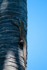 Varanus bengalensis irrawadicus