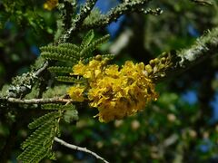 Peltophorum
